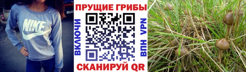 где купить наркоту  Щёкино  Галлюциногенные грибы GOLDEN TEACHER 
